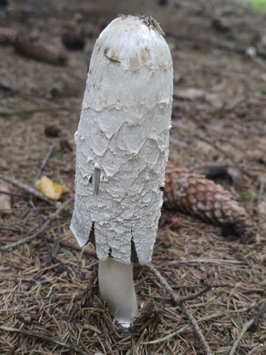 Shaggy Mane