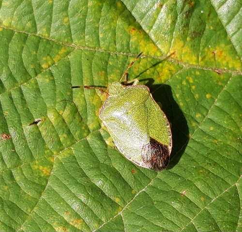 Green Shield Bug