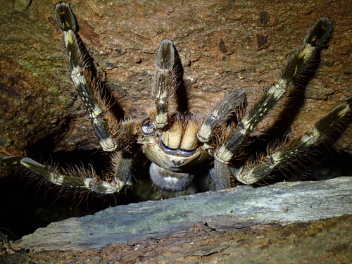 Ivory Ornamental Tarantula