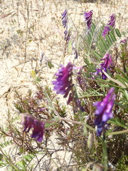 Vicia eriocarpa