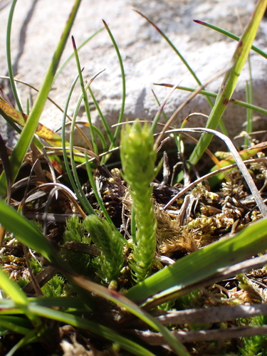 Selaginella selaginoides, photograph 1