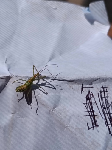 Leafhopper Assassin Bug