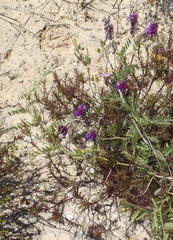Vicia eriocarpa