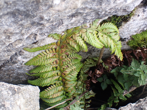 Polystichum aculeatum, photograph 5