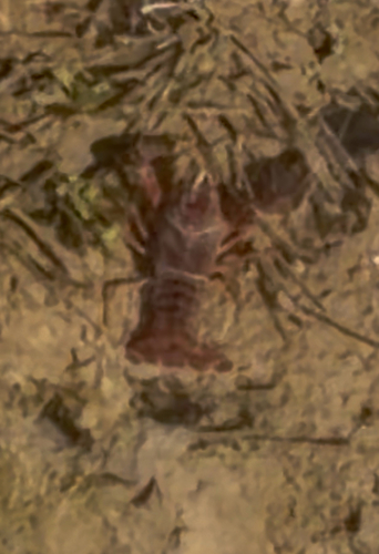 Red Swamp Crayfish