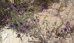 Vicia eriocarpa