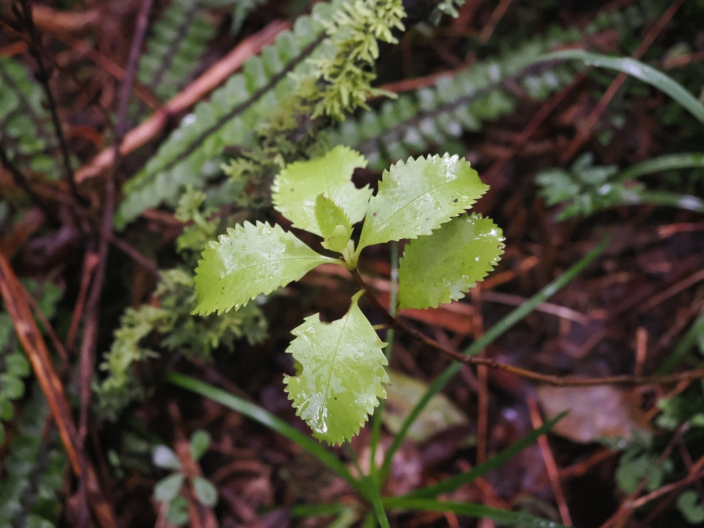 Ascarina lucida; photograph (c) Angus Campbell, some rights reserved (CC BY)