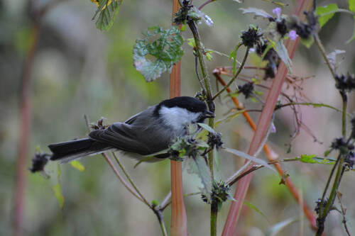 Willow Tit