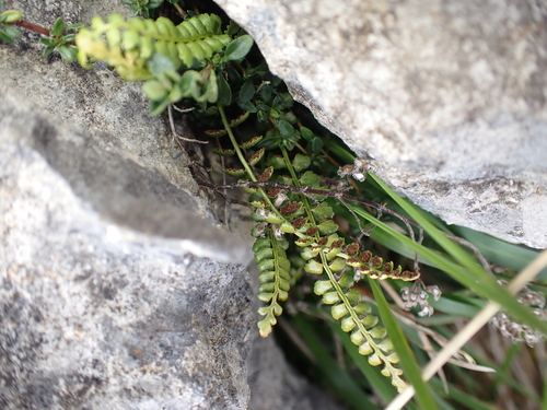Asplenium viride, photograph 4