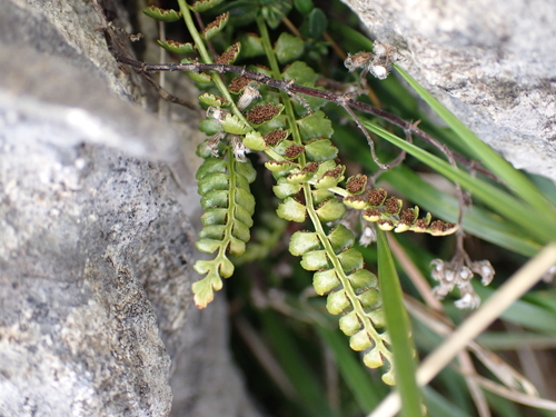 Asplenium viride, photograph 3