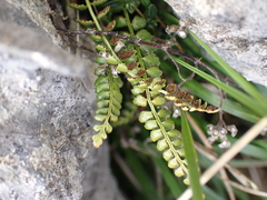 Asplenium viride, photograph author not stated, no rights reserved