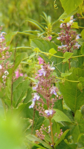 Rotheca serrata, photograph 1