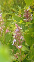 Rotheca serrata