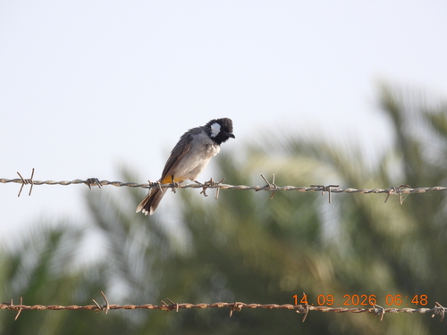 White-eared Bulbul