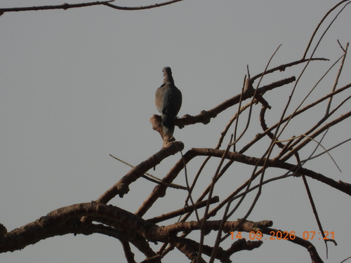 Laughing Dove
