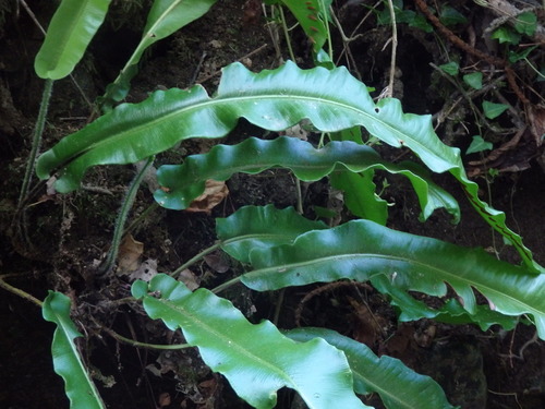 Hart's-tongue fern