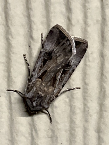 Brown Cutworm