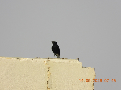 White-crowned Wheatear