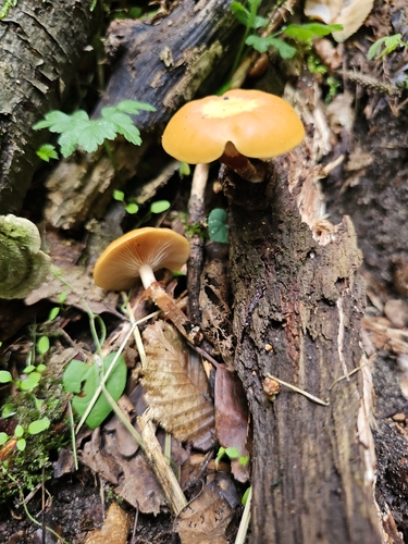 Sheathed Woodtuft