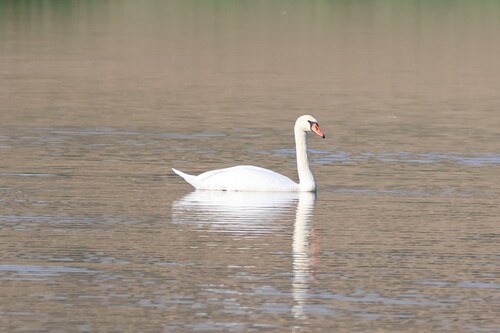 Mute Swan