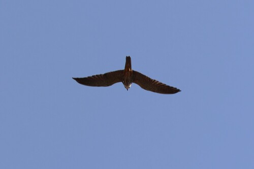 Eurasian Hobby