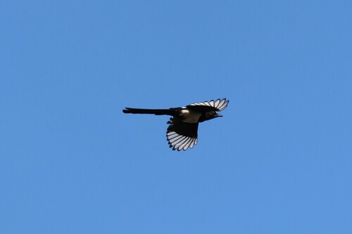 Eurasian Magpie