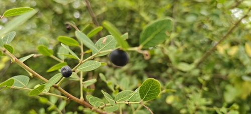Phyllanthus reticulatus, photograph 3