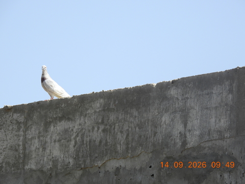 Feral Pigeon