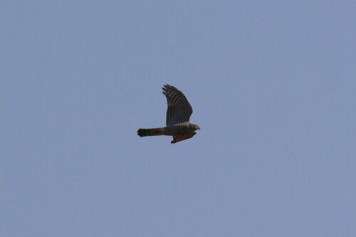Eurasian Sparrowhawk