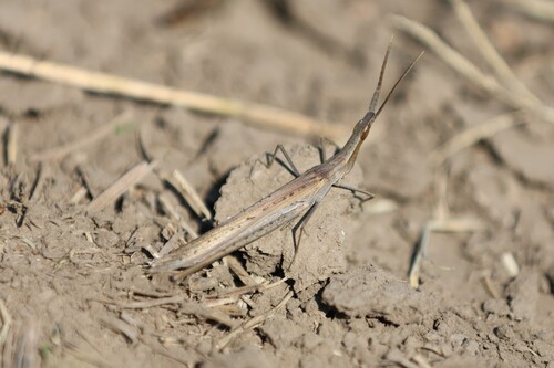 Mediterranean Slant-faced Grasshopper