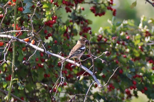 Common Chaffinch