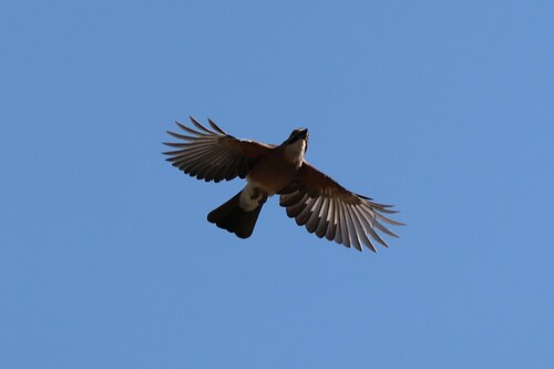 Eurasian Jay