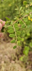 Phyllanthus reticulatus, photograph (c) Rohit Naniwadekar, some rights reserved (CC BY)