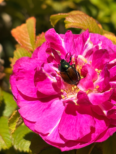 Japanese Beetle