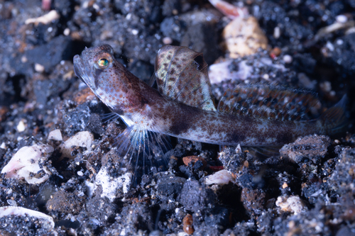 Tomiyamichthys observed 2026-09-13