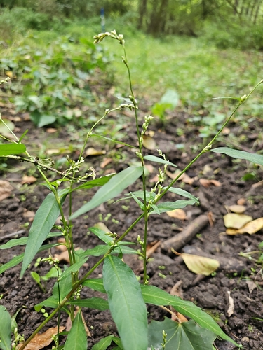 waterpepper