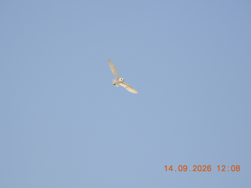 Western Barn Owl