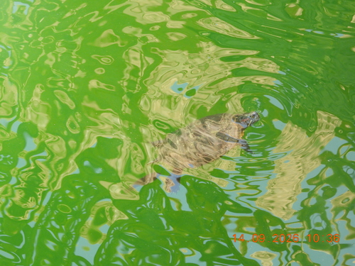 Pond Slider