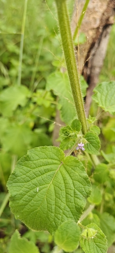 Mesosphaerum suaveolens, photograph 2