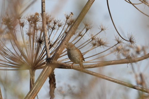 Dunnock