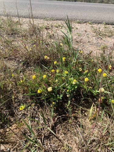 Trifolium campestre, photograph 2
