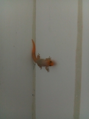 Sphaerodactylus difficilis anthracomus