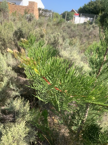 Hakea drupacea