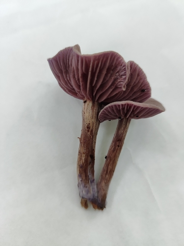 Amethyst Deceiver
