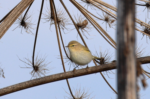 Common Chiffchaff