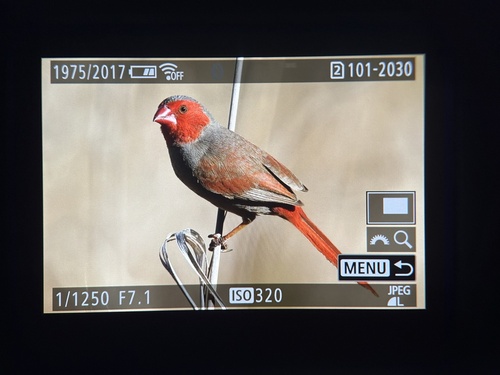Crimson Finch