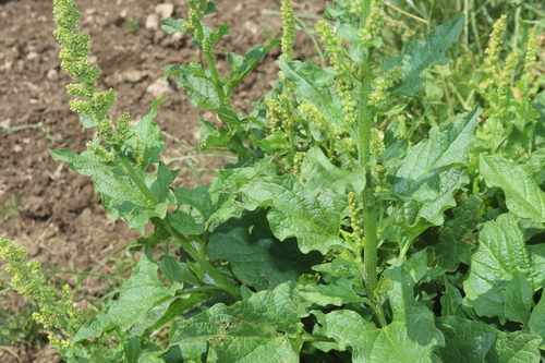 Blitum bonus-henricus, photograph 3