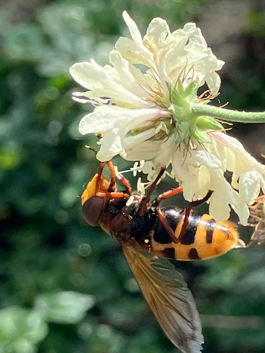 Hornet Mimic Hover Fly