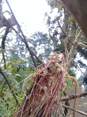 Cuscuta foetida