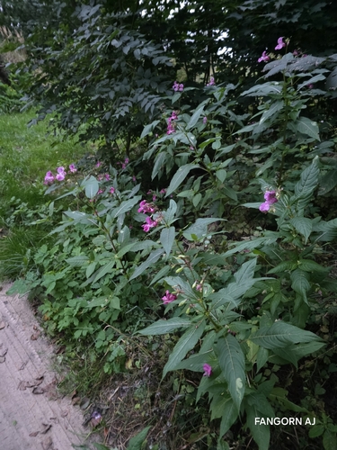 Himalayan balsam
